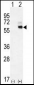 KNG1 Antibody (N-term)